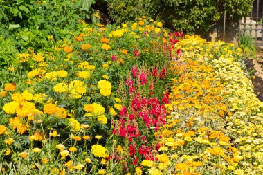 Satırları yaz güneş ışığı kırmızı ve sarı renkli bitkiler ile düzenlendiği