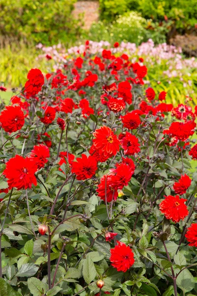 Červené Jiřiny v zahradě se zelení a růžová v pozadí — Stock fotografie