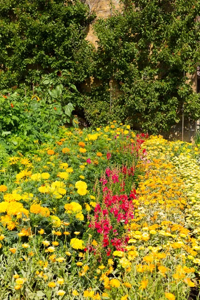 Summer sunshine with colourful red and yellow plants laid out in rows — Stock Photo, Image