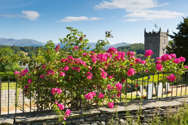 Pink roses Hawkshead village Lake District Cumbria UK in summer with blue sky and church — Stock Photo, Image