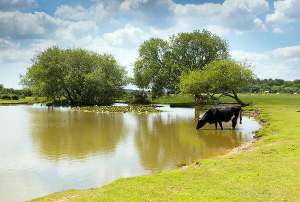 Koe drinken op een meer Janes Moor lake nieuw Forest Hampshire Engeland Uk — Stockfoto
