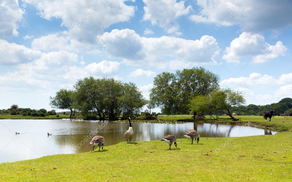 New Forest geese by a lake on a sunny summer day in Hampshire England UK on a summer day