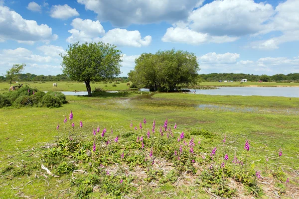 Janes Moor lake New Forest Hampshire England UK popular tourist location in summer with blue sky — Stock Photo, Image