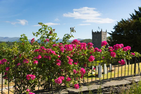 Beautiful pink roses climbing on a fence by a church with grave stones and tree in summer with sunshine and blue sky — Stock Photo, Image