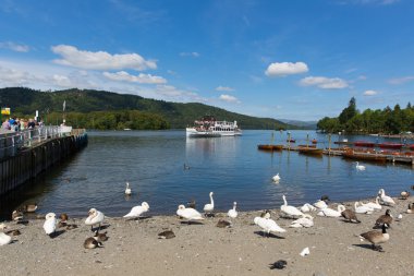 Ördek kaz kuğu ve Bowness Windermere Güney Lakeland Cumbria İngiltere Lake Windermere kıyısında üzerinde kuş