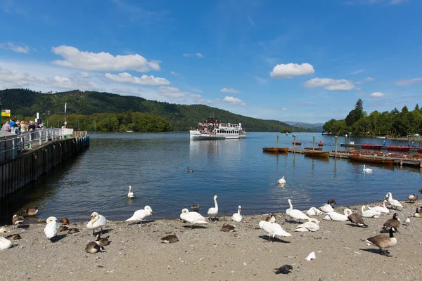 Ördek kaz kuğu ve Bowness Windermere Güney Lakeland Cumbria İngiltere Lake Windermere kıyısında üzerinde kuş