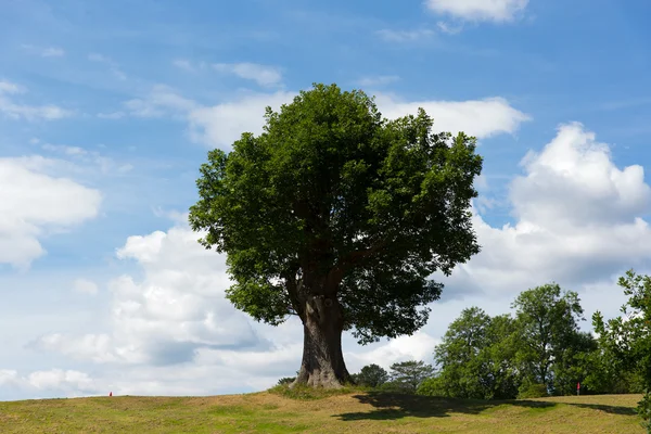 Bela árvore com tronco grosso no topo de uma colina no verão com céu azul — Fotografia de Stock