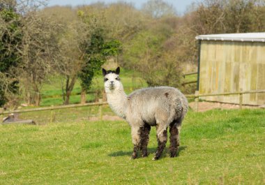 Durdu ve kamera alanında isteyen gri ve beyaz alpaka