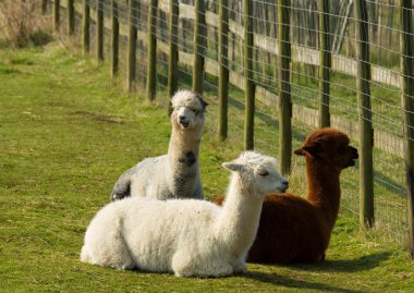 Bir çit kahverengi beyaz tarafından dinlenme aşağı yalan alpaka grup