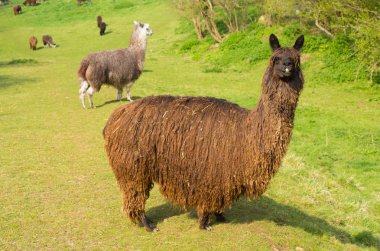 Beyaz onların kat Lama gibi yalancılık aşağı alpaka yün için kullanılır