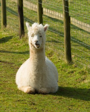 Beyaz onların kat Lama gibi yalancılık aşağı alpaka yün için kullanılır