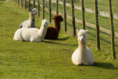 Group of Alpacas by a fence brown and white resting lying down clipart
