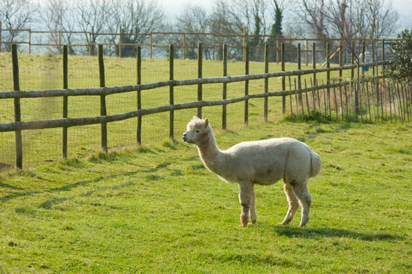 Alpacka liksom lamadjur stående på ett grönt fält — Stockfoto