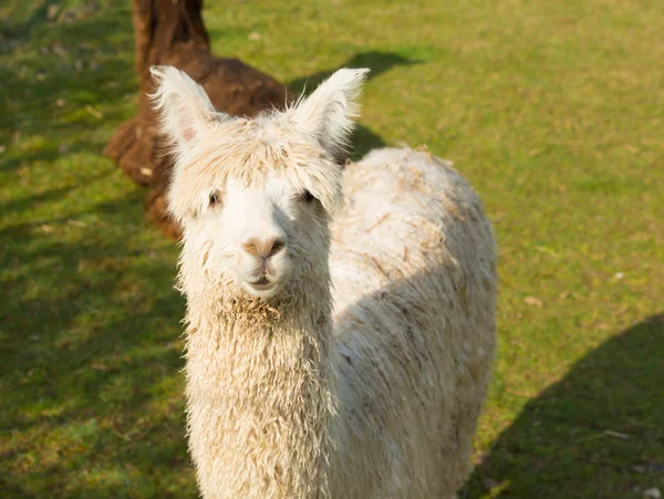 Alpaca Zuid-Amerikaanse kameelachtige lijkt op kleine lama jas gebruikt voor wol — Stockfoto