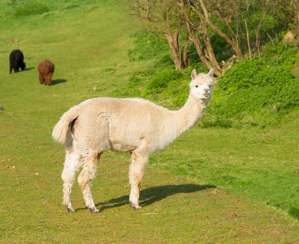 알파 카 남 아메리카 camelid 유사한 작은 라마 코트 모직을 위한 사용 — 스톡 사진