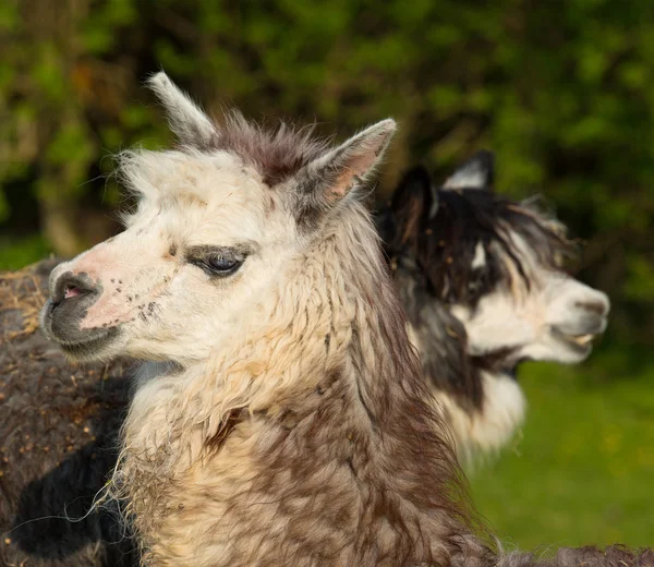 Zwei Alpakas im Profil, die in entgegengesetzte Richtungen schauen — Stockfoto