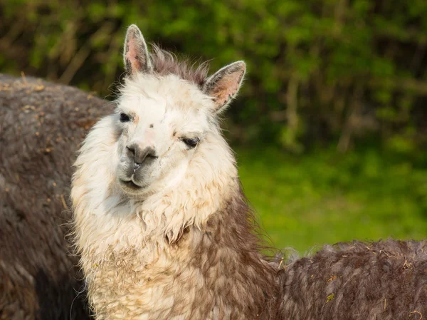 Alpacka porträtt av detta vackra söta djur från Sydamerika — Stockfoto