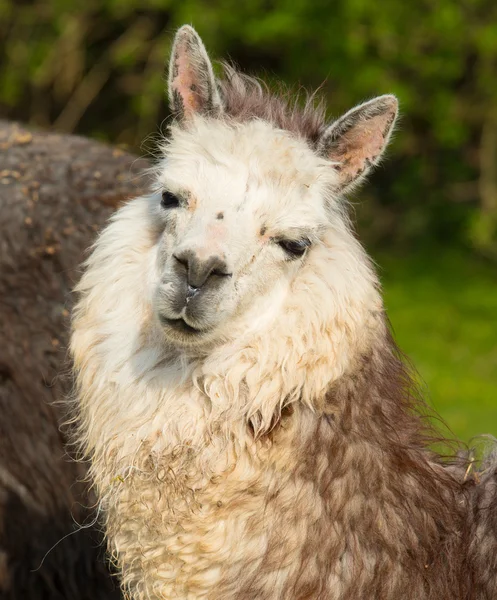 Alpacka porträtt av detta vackra söta djur från Sydamerika — Stockfoto