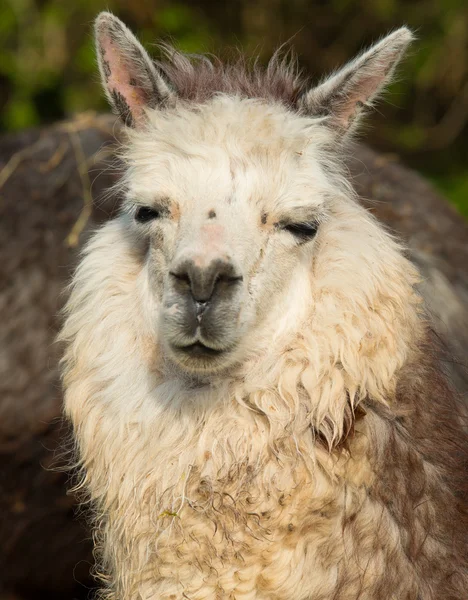 Alpaca portret van deze prachtige leuke dier uit Zuid-Amerika — Stockfoto