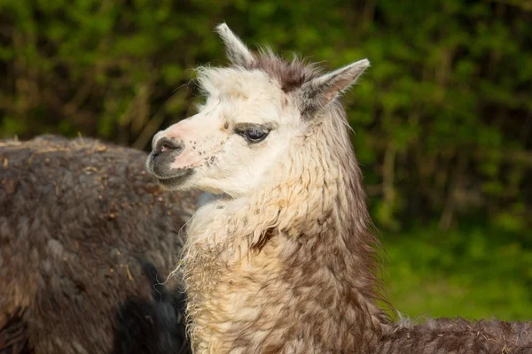 Alpaca lindo animal con la cara sonriente contra el fondo verde de perfil —  Fotos de Stock