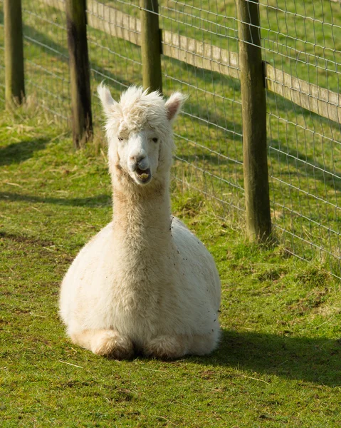 Alpaca biały kłamliwy w dół jak Lamy ich herb jest używany dla wełny — Zdjęcie stockowe