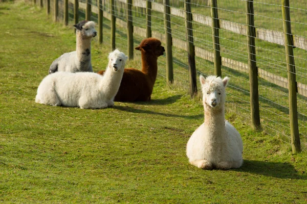 Grupp av alpackor av ett staket brun och vit vila liggande — Stockfoto