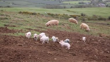 Oynama ve bir alandaki üç sows ile atlama ve benekli Pietrain de dahil olmak üzere kamera doğru hareket on genç bebek domuz yavrusu doğurmak