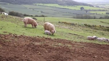 İki domuz ve çöp-in domuz yavruları bir çiftlik alanında ekmek
