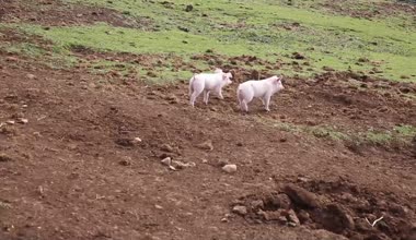 İki domuz yavruları anne için çalışan bir çiftlik alanında kırsal kesimde ekmek