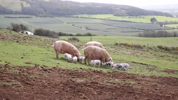 Bebé lechones con sus madres en una granja incluyendo manchado raza Pietrain — Vídeo de stock