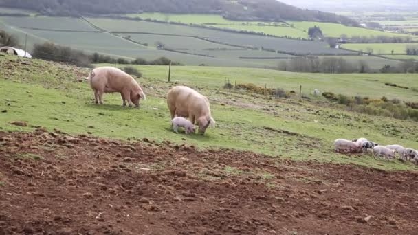 Twee zaaien varkens en nest van biggen in een boerderij veld Rechtenvrije Stockvideo
