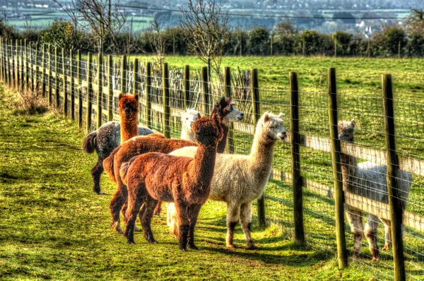 Gruppe von Alpakas wie kleine Lamas in lebhaften bunten hdr wie Malerei — Stockfoto