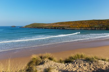 Crantock plaj manzarası Pentire Kuzey Cornwall İngiltere İngiltere bahar mavi gökyüzü ve deniz ve sarı gorse Newquay yakınındaki için