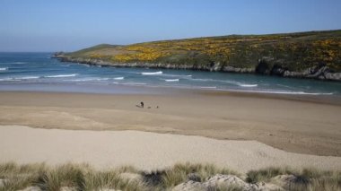 Crantock plaj manzarası Pentire Kuzey Cornwall İngiltere İngiltere bahar mavi gökyüzü ve deniz ve sarı gorse Newquay yakınındaki için