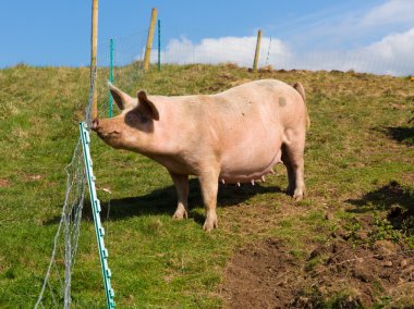 Mother sow pig with black spots looking to camera clipart