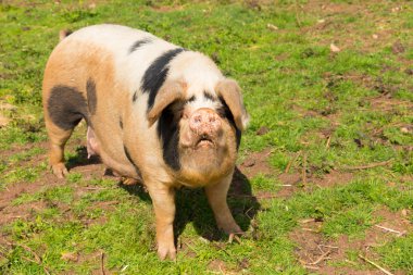 Anne domuz domuz pis burun ve siyah noktalar kameraya bakıyor
