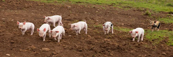 Young cute baby piglets running to camera including a spotted pig with black spots panoramic view — Stock Photo, Image