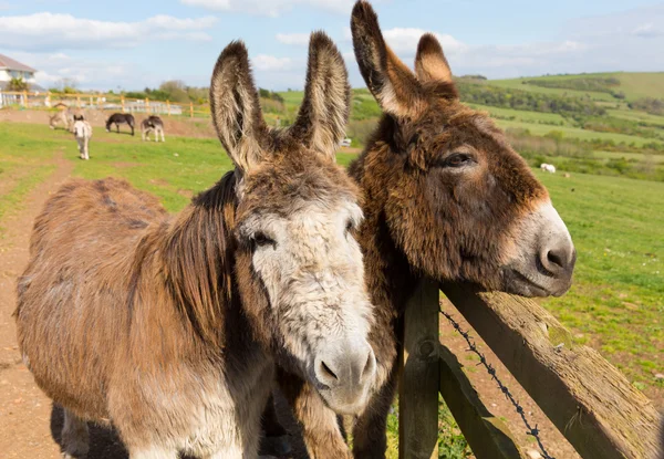 Two donkeys by a fence in a field with faces close together on spring day
