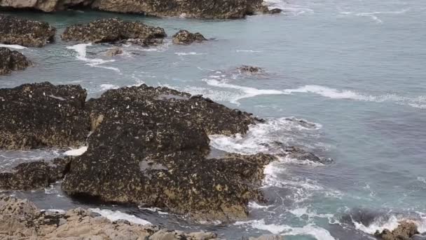 Seals resting on rocks coast of Cornwall The Kelseys near Holywell Bay on the south west coast path — Stock Video