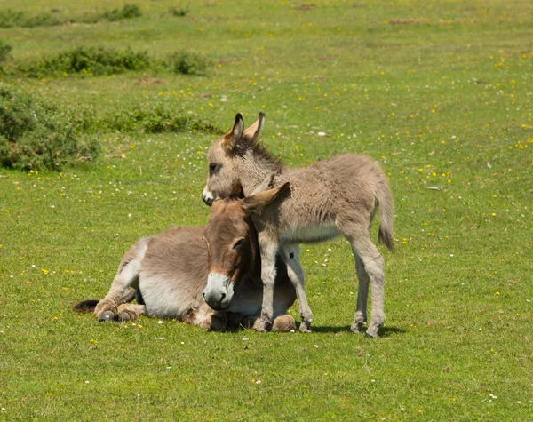 New Forest Hampshire Inglaterra Reino Unido mãe e bebê burro abraçando o sol de verão — Fotografia de Stock