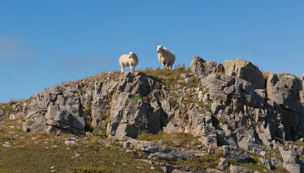 Two welsh sheep on the horizon on rocky hillside The Gower South Wales UK — ストック写真