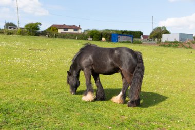 Gypsy traveller pony with long tail and hairy feet
