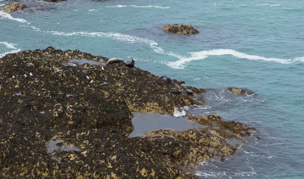 Seals coast of Cornwall The Kelseys near Holywell Bay on the south west coast path — Stock Photo, Image