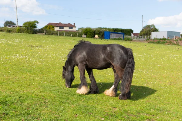 Poney voyageur tsigane à longue queue et pieds poilus — Photo