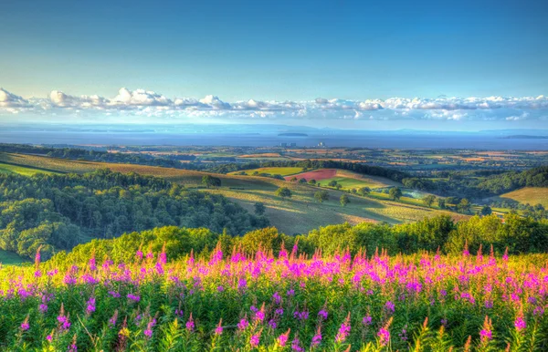 Pink flowers on Quantock Hills Somerset England UK towards Hinkley Point Nuclear Power Station and the Bristol Channel on a summer evening in vivid colourful HDR like a painting — Stock Photo, Image