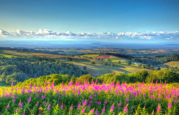 Pembe çiçekler Quantock Hills Somerset İngiltere İngiltere Hinkley noktası nükleer güç istasyonu ve canlı renkli Hdr bir yaz akşamında Bristol kanalı üzerinde bir resim gibi