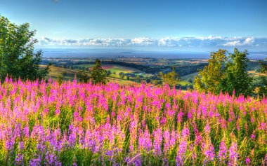 Pink flowers uk countryside Quantock Hills Somerset towards Hinkley Point Nuclear Power station and Bristol Channel on a summer evening from Cothelstone hill clipart
