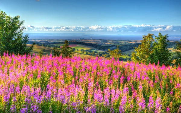 Rosafarbene Blumen in der Landschaft Quantock Hills Purzelbaum in Richtung Atomkraftwerk Hinkley Point und Bristol-Kanal an einem Sommerabend von Cothelstone Hill — Stockfoto