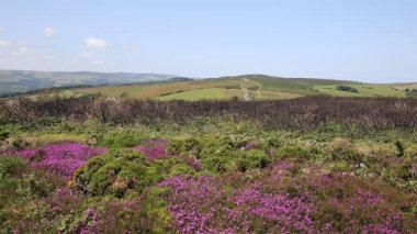 Kırsal sahne North Hill yakınındaki Mineheadsomerset İngiltere'de İngilizce
