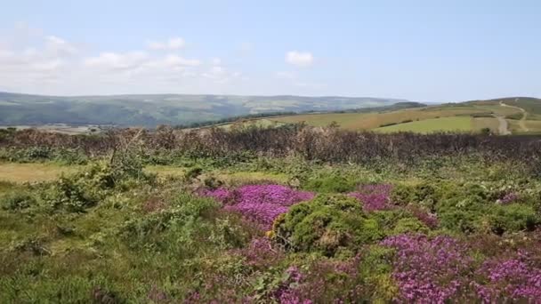 Somerset ύπαιθρο στη δύση της Αγγλίας με ροζ λουλούδια στο νότιο λόφο κοντά στο Ηνωμένο Βασίλειο Pan κεφαλής νάρκης — Αρχείο Βίντεο